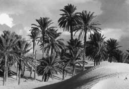 Una caratteristica immagine del territorio maghrebino